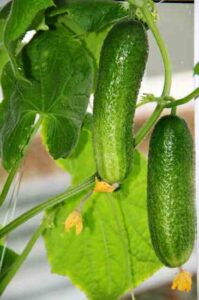 Homemade Cucumber Trellis from Garage Door Tracks Image